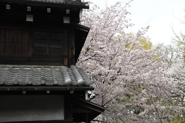 古い建物と桜