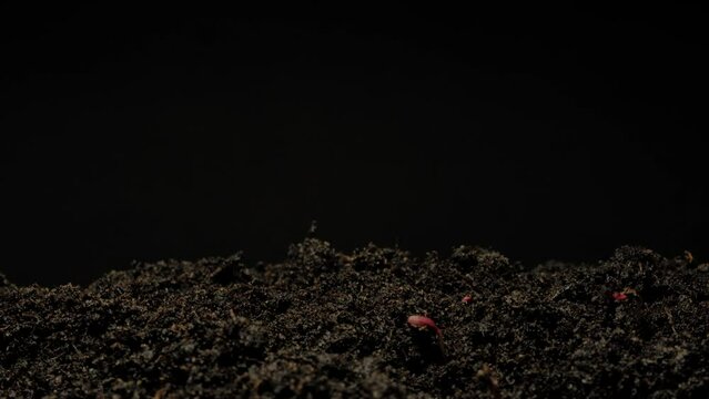 Growing seeds rising from soil time lapse 4k footage.