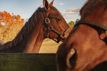 Two brown horses with bridles in a field and brown fence, closeup