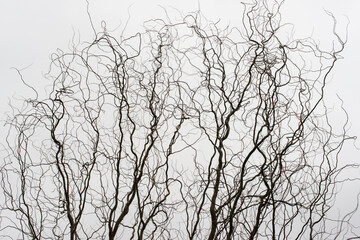 Willow tree, winter, Hamilton, Ohio
