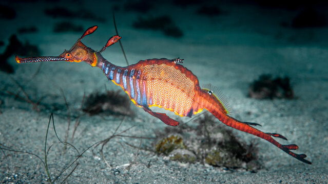 Weedy Sea Dragon