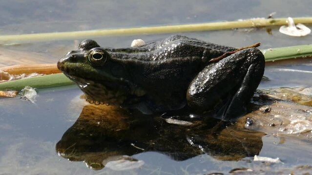 grenouille