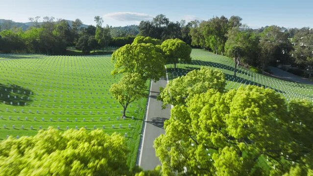 Drone flying low above tree tops along road in cemetery park, Los Angeles California with rows of gravestones in green park. Cinematic aerial of path in American war cemetery in Westwood Los Angeles