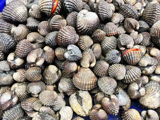 Fresh cockle in the market.cockles seafood, pile of​ fresh blood cockles top view, cockles or scallop fresh raw shellfish