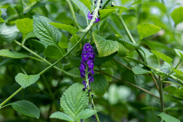 Beautiful plants inside the butterfly house in st louis mo