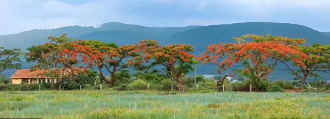 Foto op Plexiglas landscape with a tree © An