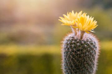 Parodia leninghausii, Close-up yellow tower cactus with yellow flower bloom. Cactus is a popular...