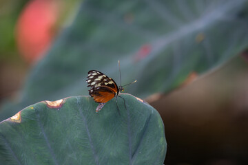 Butterflies from out local butterfly house