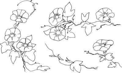 線画。夏の朝顔ベクターイラスト。アサガオのベクター背景素材。和風植物装飾イラスト。Line drawing. Summer morning glory vector illustration. Morning glory vector background. Japanese style plant decoration illustration.