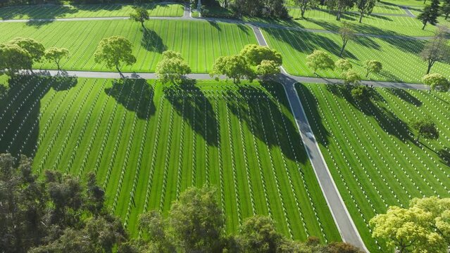 American war cemetery in Westwood Los Angeles, California, United States with rows of gravestones between green tree park. Aerial Los Angeles National Cemetery graveyard white tombstones at sunset sky