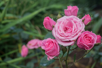 rose on green background
