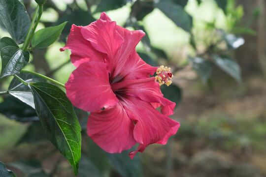 Flor cucarda, Rosa de China