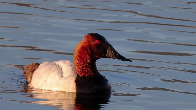 A male canvasback duck on a lake, a species of diving duck, the largest found in North America.