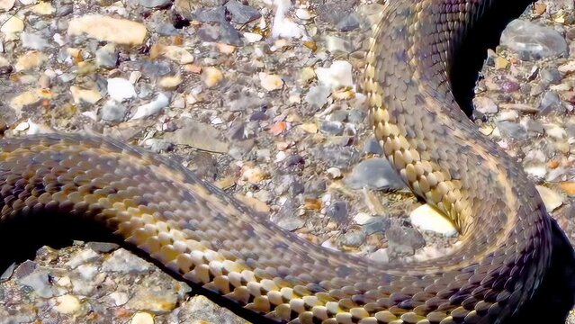 Top view to a western terrestrial garter snake thamnophis elegans a western North American species of colubrid snake.
