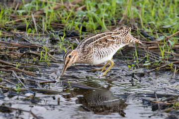 Wilson's snipe (Gallinago delicata) in a forest swamp, Brazos Bend State Park, Texas, USA