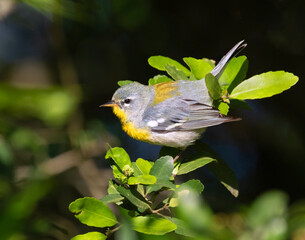 Northern parula, female (Setophaga americana), Galveston, Texas, USA
