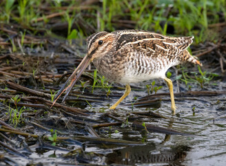 Wilson's snipe (Gallinago delicata) in a forest swamp, Brazos Bend State Park, Texas, USA