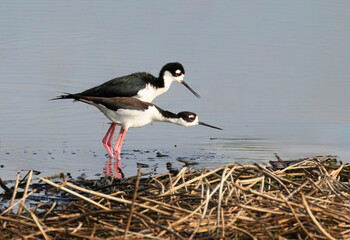 Black-necked stilts (Himantopus mexicanus) feeding at Brazos Bend State Park