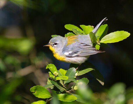 Northern parula, female (Setophaga americana), Galveston, Texas, USA