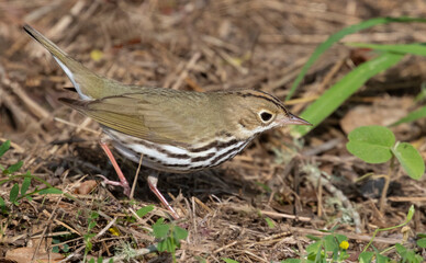 The ovenbird (Seiurus aurocapilla) feeding on the ground, Galveston, Texas