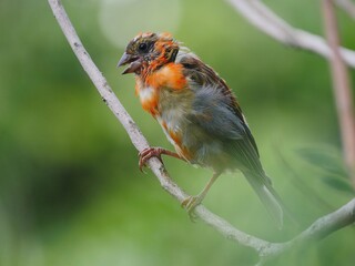 Fototapeta premium Red Fody bird during winter season feather color change transition 