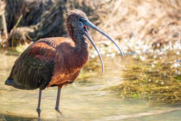 The glossy ibis, latin name Plegadis falcinellus, searching for food in the shallow lagoon.