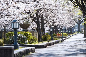 中之島の桜