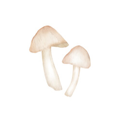 white brown mushroom illustration