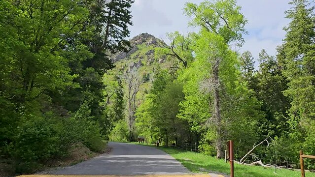 Drive Plate-Forward view-Approaching Uinta National Forest Bear Campground along lush green spring vegetation.