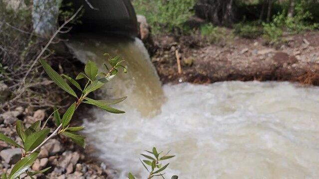 Pan-Rack Focus-Close up of spring leaves to high levels of runoff water from Salt Creek pouring from a large culvert and churning and boiling as it heads on downstream-With sound of water roaring.