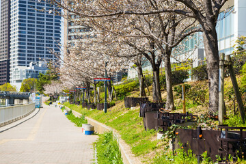 ほたるまちの桜