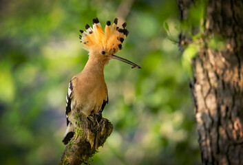 Eurasian hoopoe bird close up ( Upupa epops )