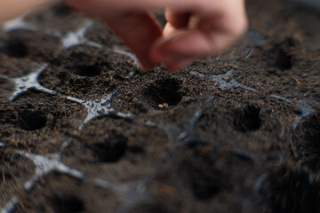 Female hand planting seeds in seedling tray with soil. Gardening and growing vegetables at home. Agriculture growing preparation process.