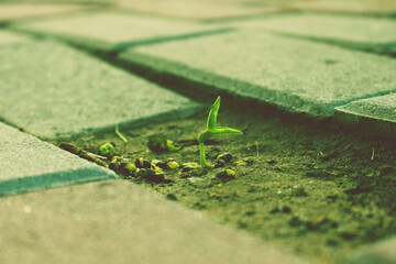 new green plants growing - new beginnings