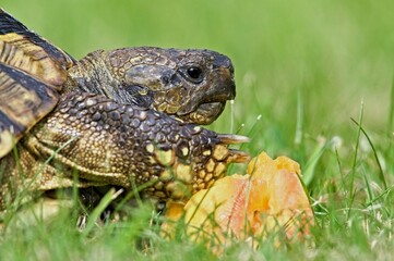 Portrait of of Testudo hermanni aka Hermann's tortoise in the grass. Very commont tortoise in southern Europe. Very popular pet in Czech republic.