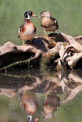 Colorful Wood Duck family with reflection on the lake, Quebec, Canada