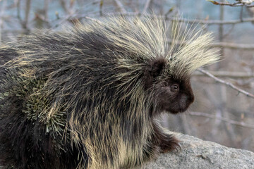 Porcupine on rock - close up close to Palmer Alaska United States