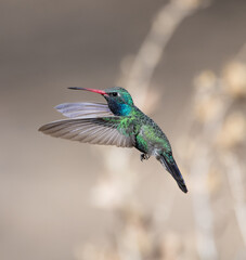 hummingbird in flight