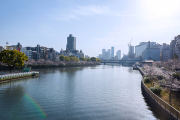 Obraz premium 大川の桜