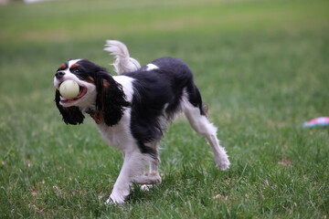 Cavalier King Charles Dog with ball