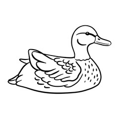 Duck is swimming. Vector line illustration pond bird isolated on white.
