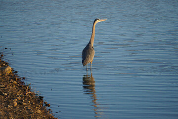 Great Blue Heron