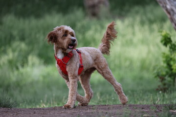 Golden doodle with orange harness walking in the park 