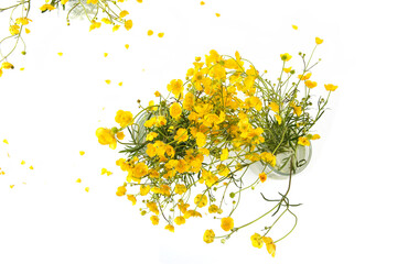 Bouquet of yellow anemone flowers isolated on white background. Abstract spring flowers Anemonoides ranunculoides in vase, top view.