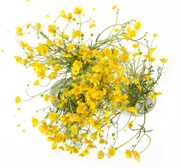 Bouquet of yellow anemone flowers isolated on white background. Abstract spring flowers Anemonoides ranunculoides in vase, top view.