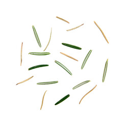 Rosemary isolated on transparent png