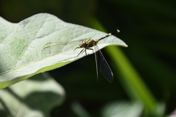 dragonfly on a leaf
