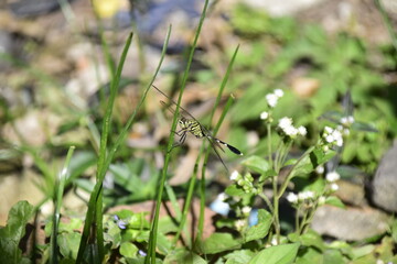 the dragonfly is resting on the leaves