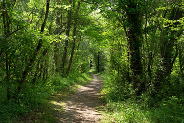 Fototapeta na wymiar Forest path in the Livry sensitive Nature Reserve. Île-de-France region