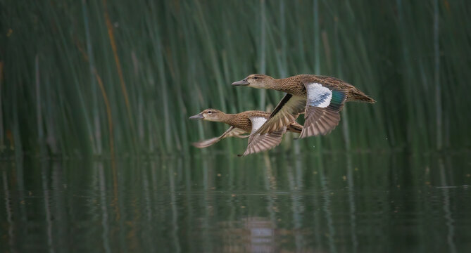 A pair of blue winged teals fly together close to a reed bed